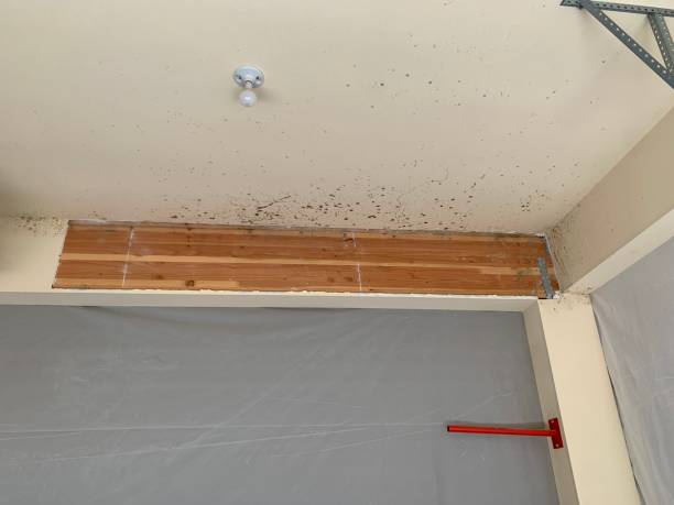 Best Crawl Space Mold Remediation  in Lumberton, TX