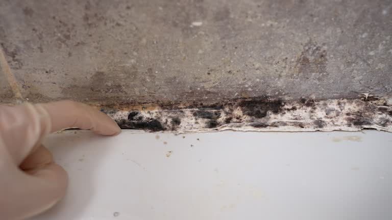 Best Mold Damage Restoration  in Lumberton, TX